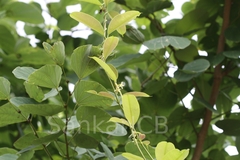 Cryptolepis buchananii